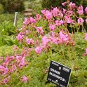 Geranium macrorrhizum